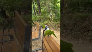 꽁패.앵무새.한스마카우.뽀미.한나.2023.6.19