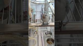 소질은 없지만 즐거운 집짓기️#누나얼른가#퀘이커앵무송꾸꾸