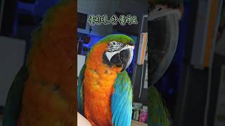 쏟아지는 졸음을 참기가 힘든 앵무새 #윙스패밀리 #할리…