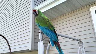 My military macaw parrot spend…
