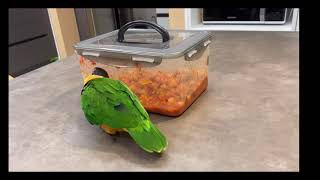 제일웃겨  웃긴앵무새 꼴통