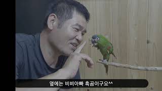 한스마카우 앵무새 비비를 소개합니다