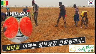 새마을, 정부기관 컨설팅까지/ 세네갈 수박 맛은?