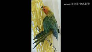 썬코뉴어 앵무새 분양