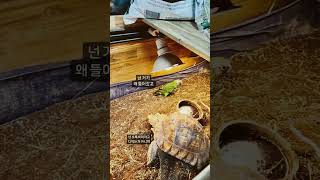 앵무개  뉴기니아앵무,설가타육지거북,쟈딘앵무