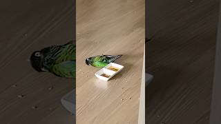 앵무새들의 기특한 육아방식 #cuteparrot #fu…