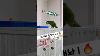 내 아빠 당장 내놔 2탄 #말하는앵무새 한스마카우 율리