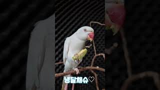 애호박간식#목도리앵무새#앵무새#parrot#먹방#간식#…
