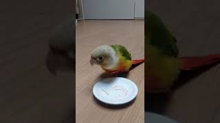 #당근국수 모두 내꺼야!!냠냠 #파인애플코뉴어 라임이의 국수사랑♥♥#pineappleconure#conure #noodle playtime^^