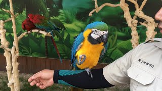 말하는 앵무새 귀여워 ㅋ