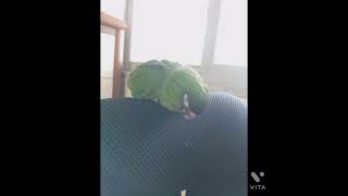 한스마카우 현재와 옛날 비교!