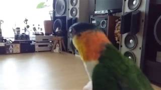 링 가져오기 : 검은머리 카이큐 리오의 재롱 13 (잉…