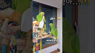 형아!!주세요!!!! #앵무새마로 #아마존앵무새
