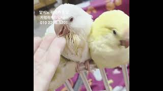 알비노퀘이커  저렴하게드립니다