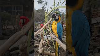 청금강앵무...볼리비아,파라과이,브라질에분포한다.매우 …