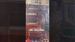 지하철역에서 npc 구경하는 앵무새(방송 끊기니까 빼꼼…