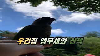 앵무새 연두와 산책