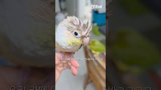 대머리가 된 라떼 #shorts #코뉴어 #앵무새 #목욕