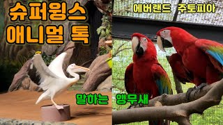 [4k] 슈퍼윙스 에니멀 톡, 말하는 앵무새, 홍금강 앵무, 청금강 앵무, 회색 앵무 등, 에버랜드 주토피아