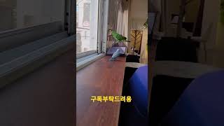 쟈딘앵무새를 따라다니는 모란앵무새 #shorts