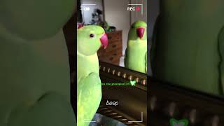 터치로 동작하는 앵무새 &quot;Beep Beep!&…