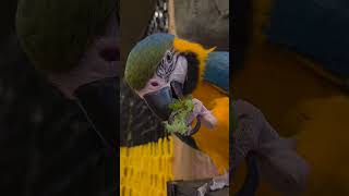 앵무새야 맛있뉘?ㅎㅎㅎㅎ #좋아요 #absurdhumor #일상브이로그 #앵무새일상 #앵무새 #여행 #먹이주기 #동물반응 #동물 #귀여운동물