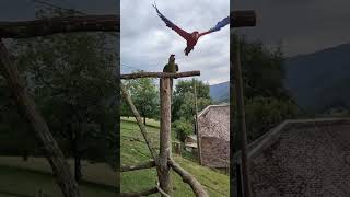 Ara militaire et chloroptère à l'atterrissage sur la cabane des perroquets.