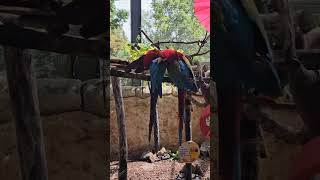 홍금강앵무/Red and Green Macaw  #에버…
