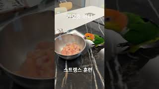 환타가오충 힘자랑하기 #카이큐 #parrot #bird…