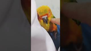 썬코뉴어 그르릉