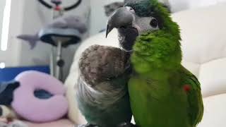 한스마카우 앙꼬와 블루코뉴어 맹꽁이의 브로맨스 2탄