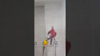사이가 좋은 금강앵무새 부부 #홍금강앵무새 #청금강앵무…