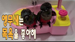 앵무새목욕시키기 Showering a parrot