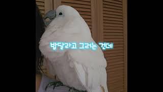 #앵무새 #코카투 #엄브렐라코카투 #앵무새소음 #코카투소음 #parrot #cockatoo #umbrellacockatoo #parrotnoises