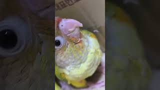 귀농귀촌 애기코뉴어앵무새 다섯마리분양 010309835…