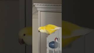 휘파람앵 #앵무새 #퀘이커 #parrot #휘파람 #꾀꼬리도 울고갈듯