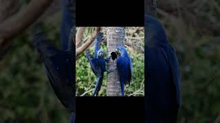 히야신스마카우 두마리가 세마리가 되어가는 과정