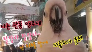 환상의 흥부자 코카투남매 cockatoo/유황앵무/앵무…