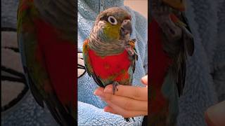 코니가 하트를 보내요 #크림슨벨리드코뉴어 #funnyparrot #cuteparrot #앵무새키우면좋은점 #아파트에서키우기좋은앵무새