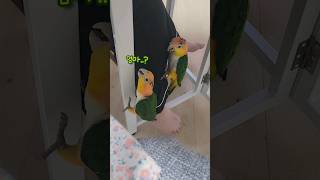 헛발질하는 카이큐 노을이 겨울이 #앵무새 #분양 #반려동물 #카이큐 #리프패럿 #교감 #새