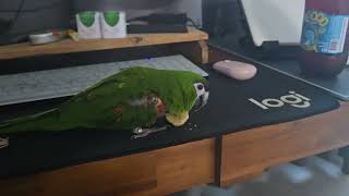 앵무새. 한스마카우. 2013년 출생. 이름: 지 루비…