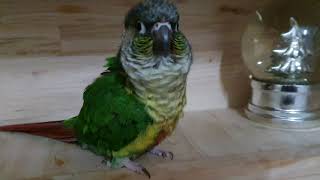 코뉴어 주인따라서 안녕, 안녕하세요 인사잘해요♡ 샤론패…