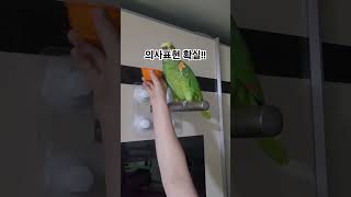 앵무새 잠자기전에 물먹이기!#아마존앵무새 #Amazon…