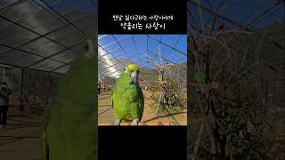 비웃는 앵무새 #아랑이 #parrot #아마존앵무새 #앵무새