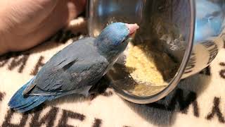 유리앵무 아침 이유식 먹이기