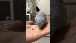 김짹 날개운동 가슴근육 뽱뽱 #앵무새 #유리앵무 #앵무새키우기 #오운완 #parrot