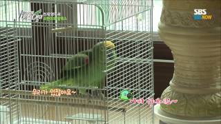 SBS [세상에이런일이] - 천재 앵무새