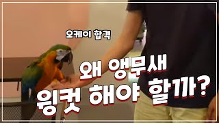 앵무새 윙컷을 하는 이유
