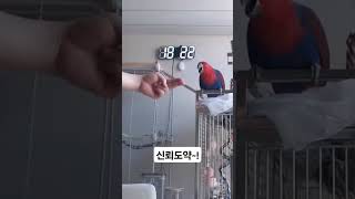 #신뢰도약 #birds #asmr #parrot #뉴기니아앵무새