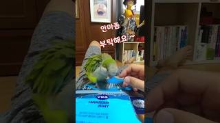 안마받고 개운한 앵무새 #shorts